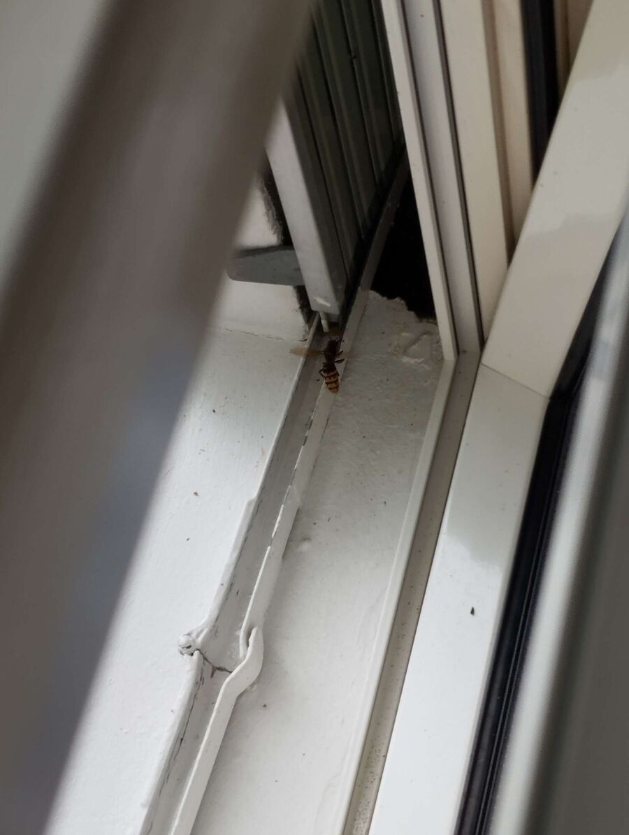 Bee nest at the house remove