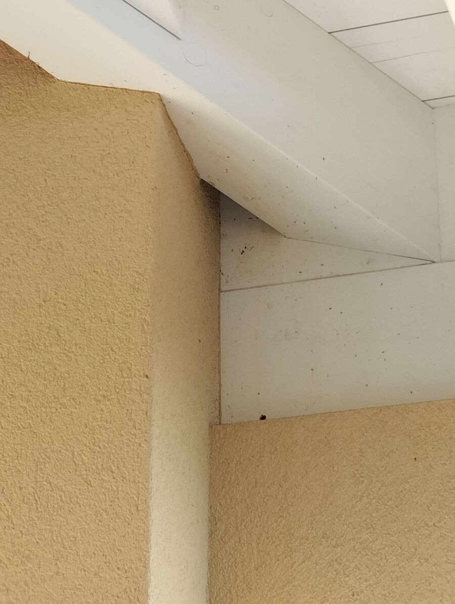 Bee nest at the house remove