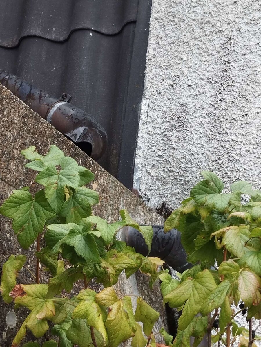 Relocate bees & remove bee nest