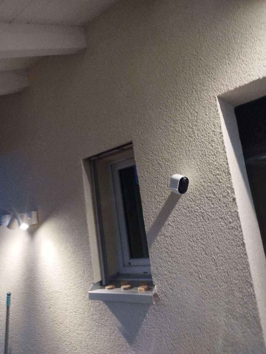 Relocate bees & remove bee nest