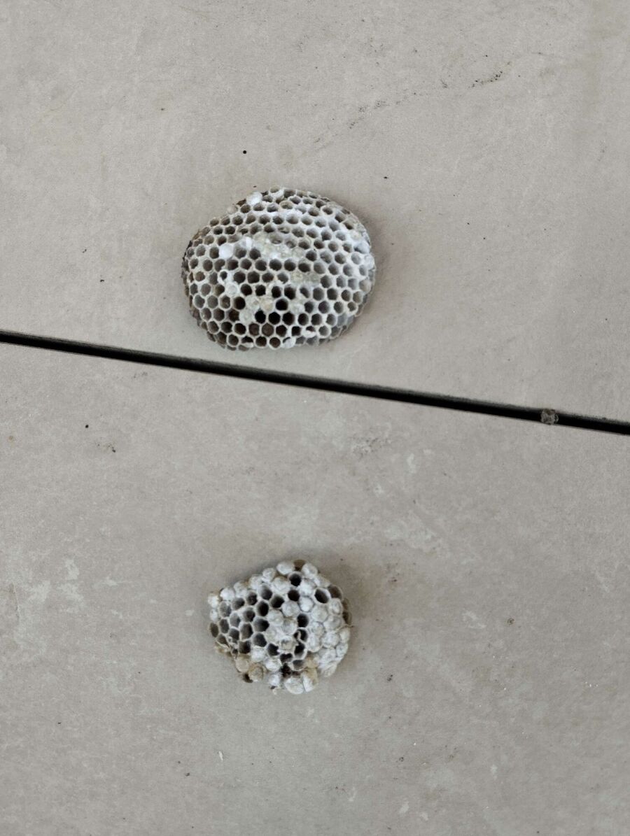 Bee nest at the house remove