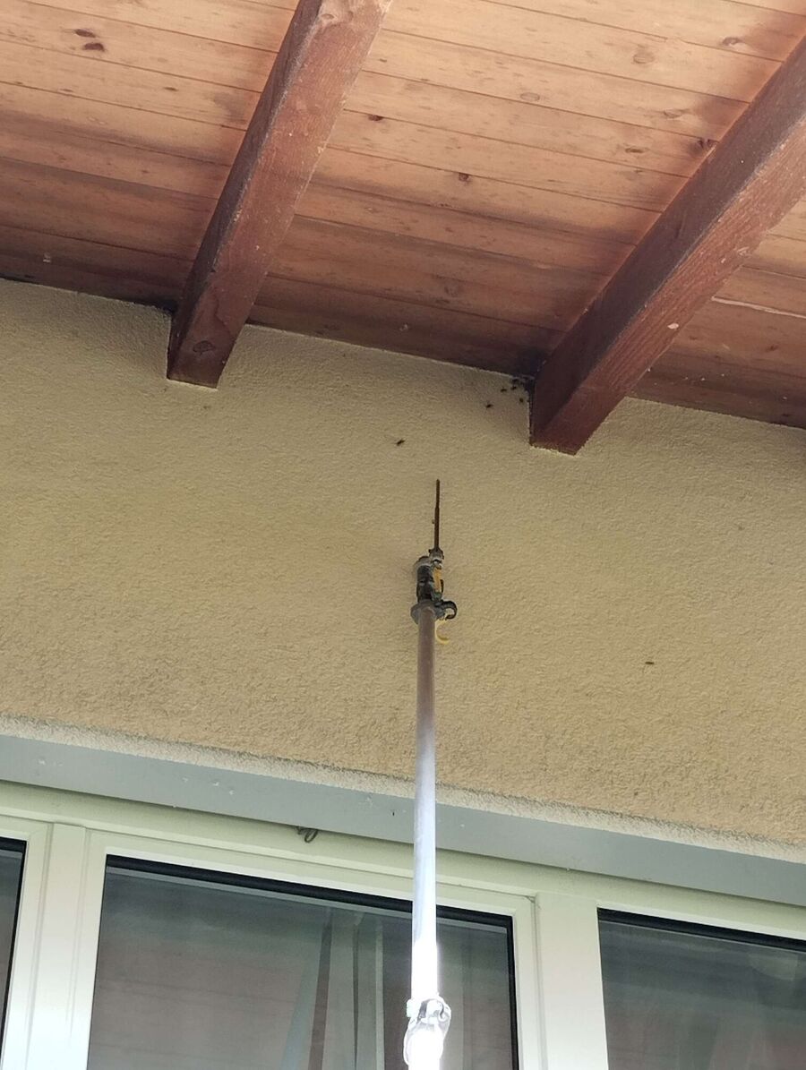 Relocate bees & remove bee nest