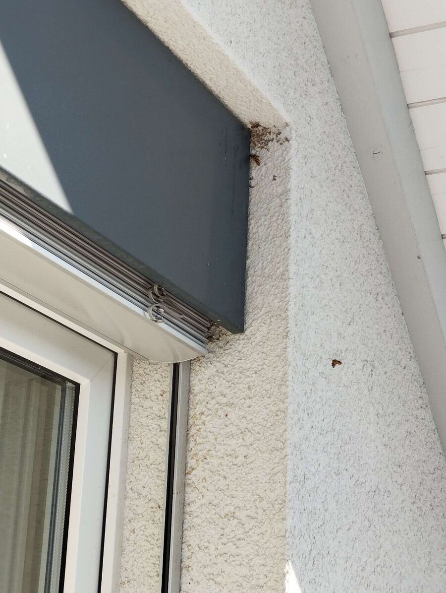 Bee nest at the house remove