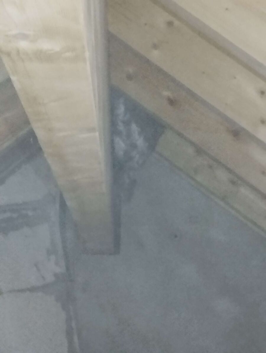 Relocate bees & remove bee nest