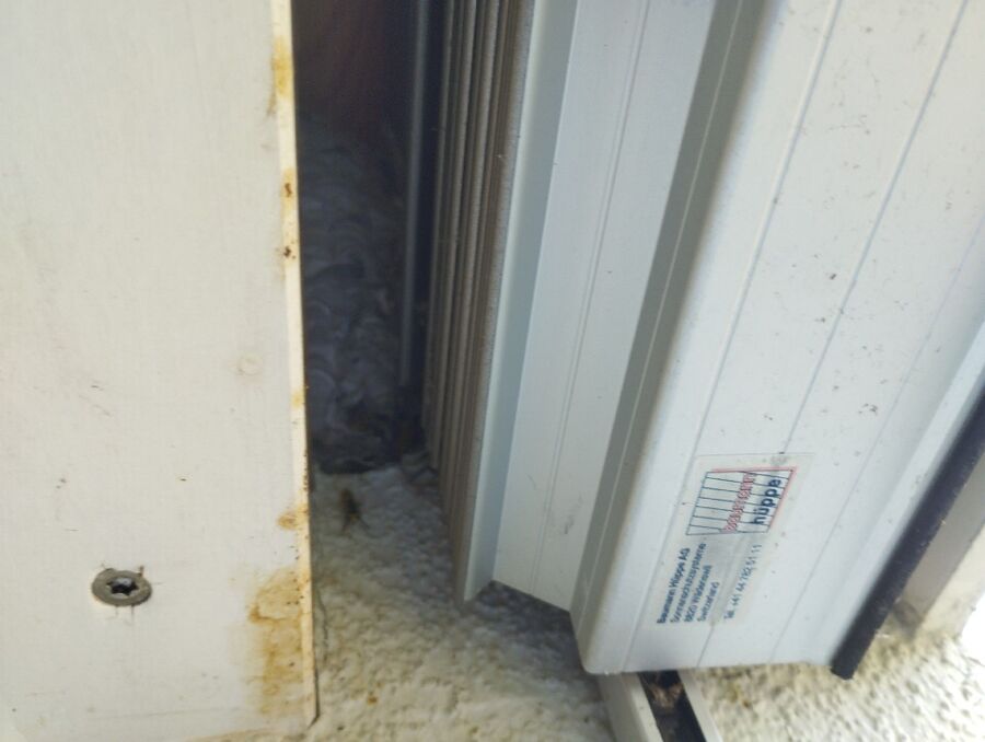 Relocate bees & remove bee nest