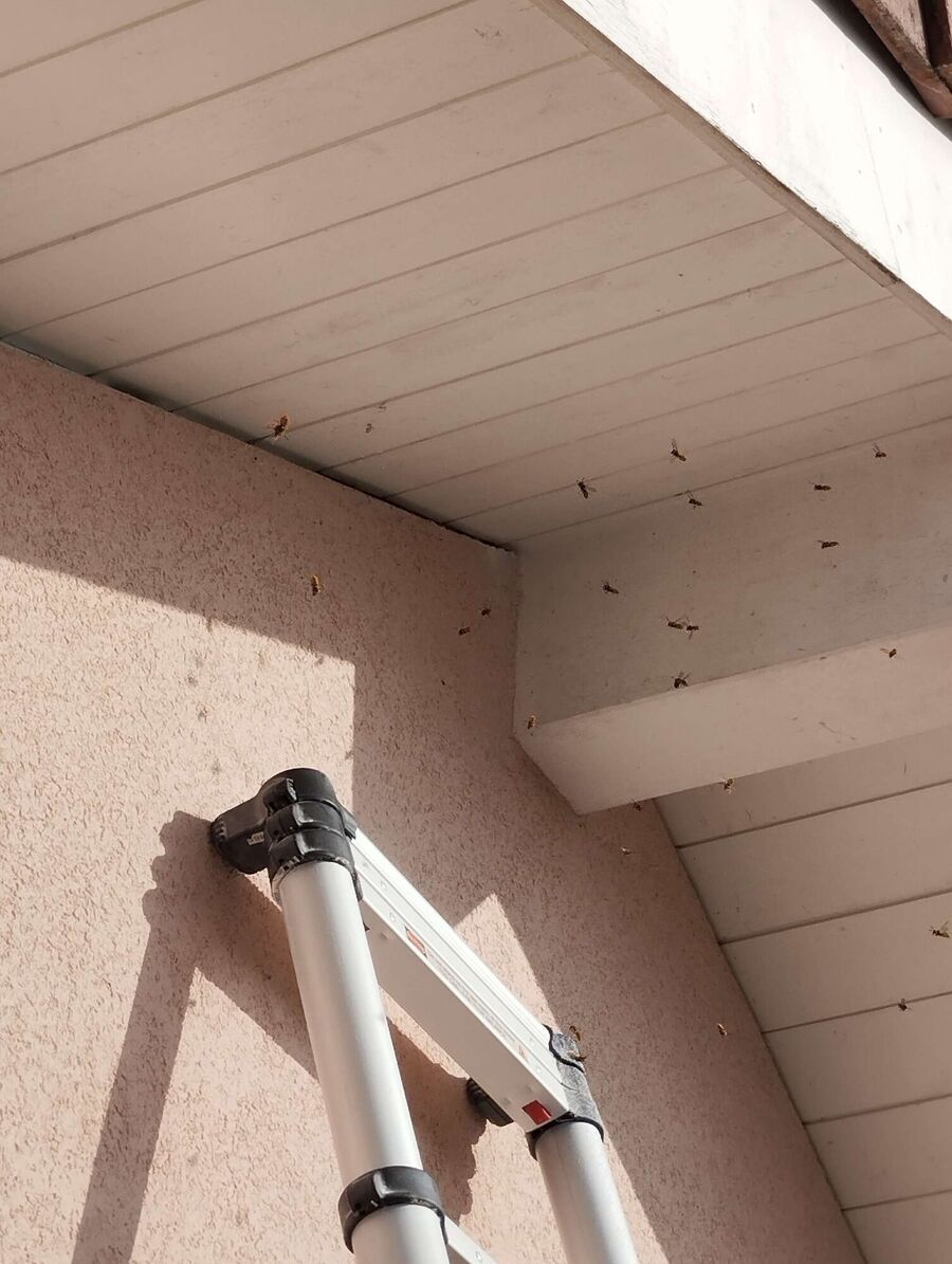 Bee nest at the house remove