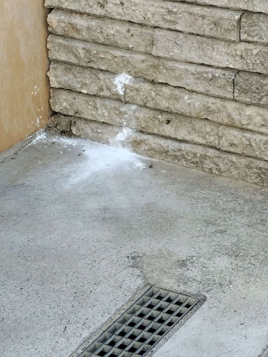 Relocate bees & remove bee nest