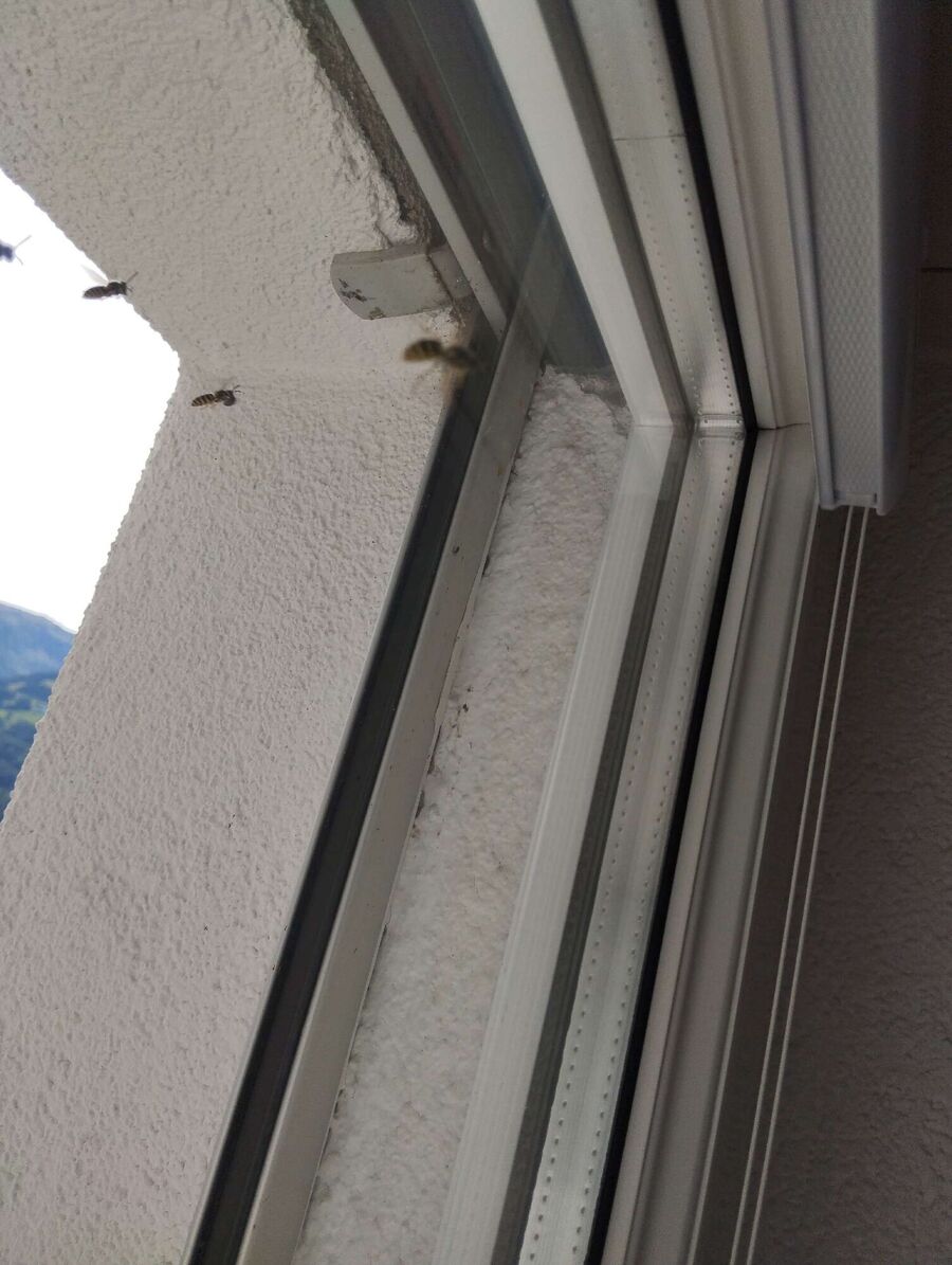 Remove bee nest
