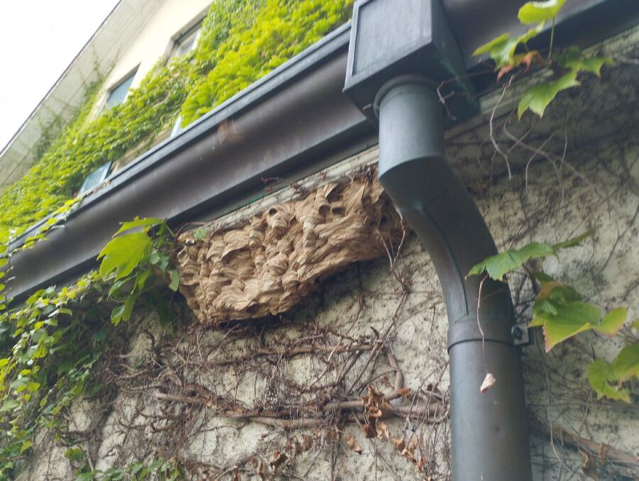 Bee nest at the house remove