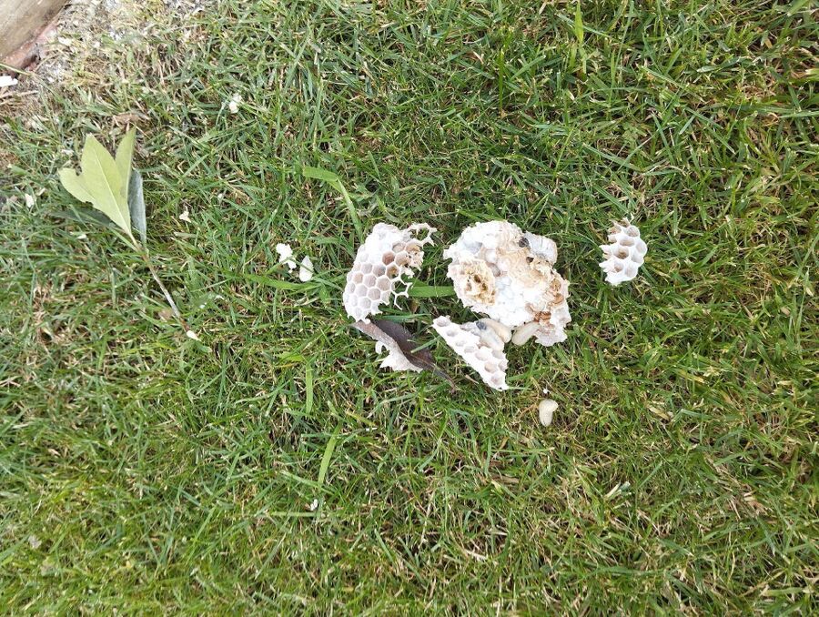 Relocate bees & remove bee nest