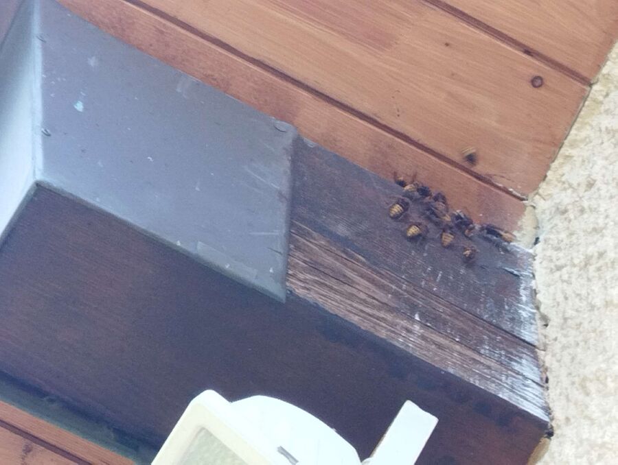 Bee nest at the house remove