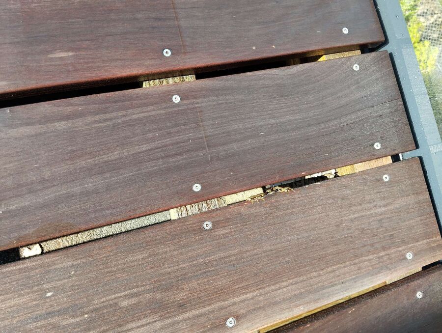 Relocate bees & remove bee nest