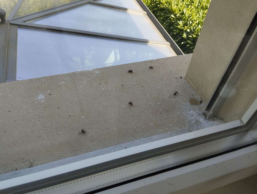 Bee nest at the house remove