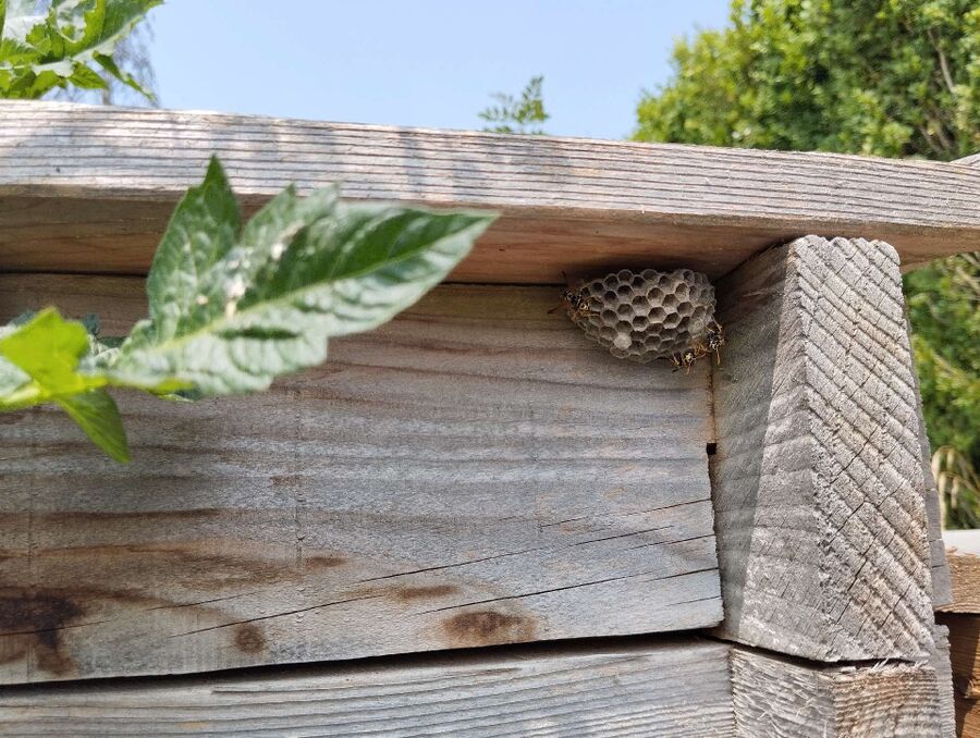 Bee nest at the house remove