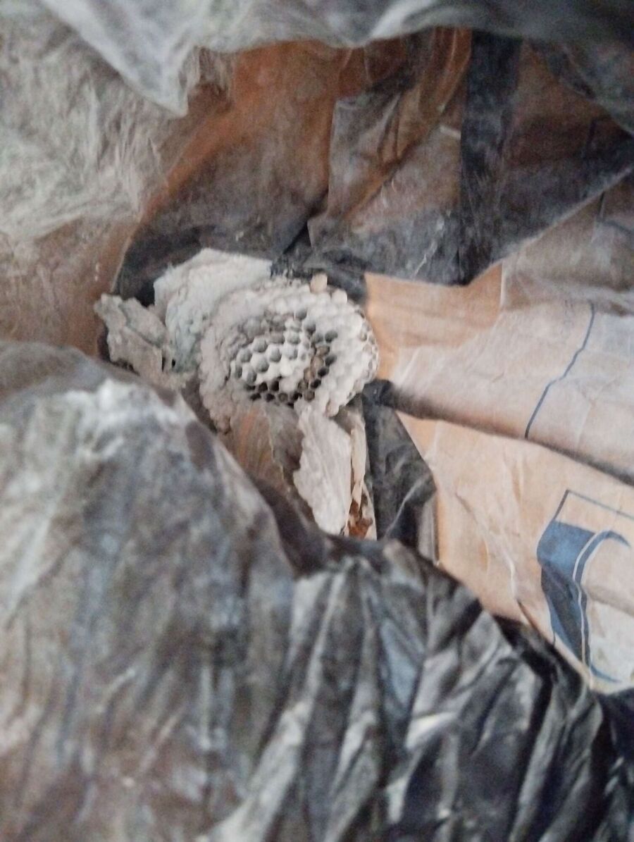 Relocate bees & remove bee nest