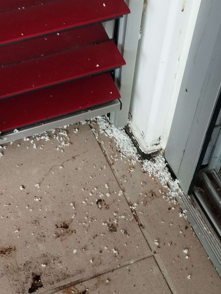 Relocate bees & remove bee nest