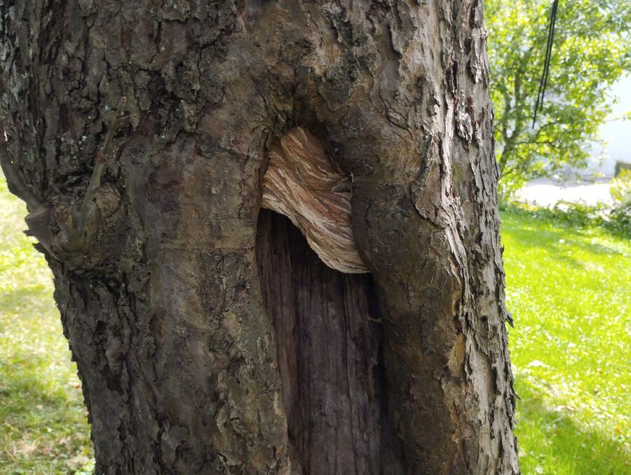 Relocate bees & remove bee nest