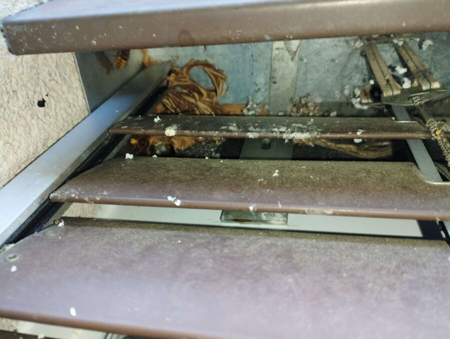 Bee nest at the house remove