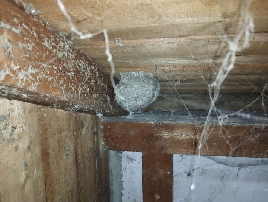 Relocate bees & remove bee nest