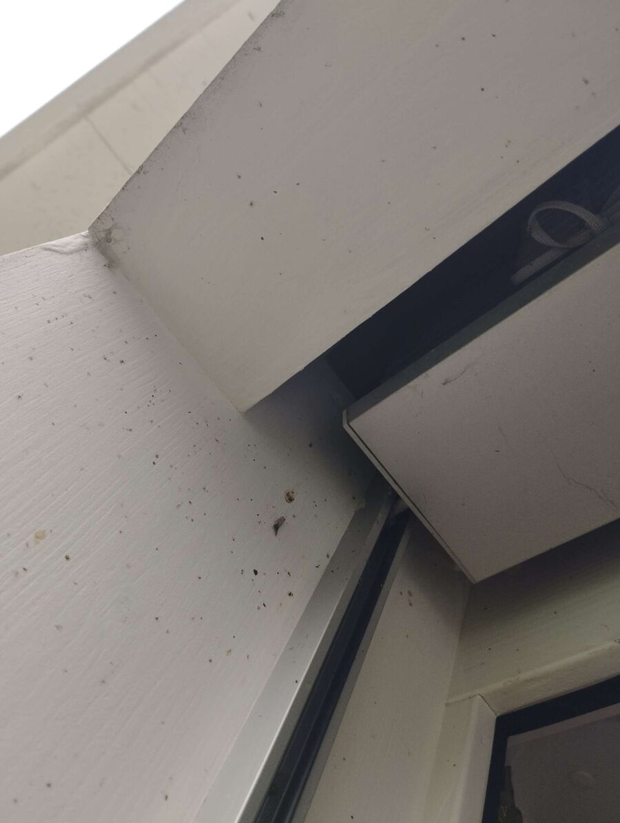 Relocate bees & remove bee nest