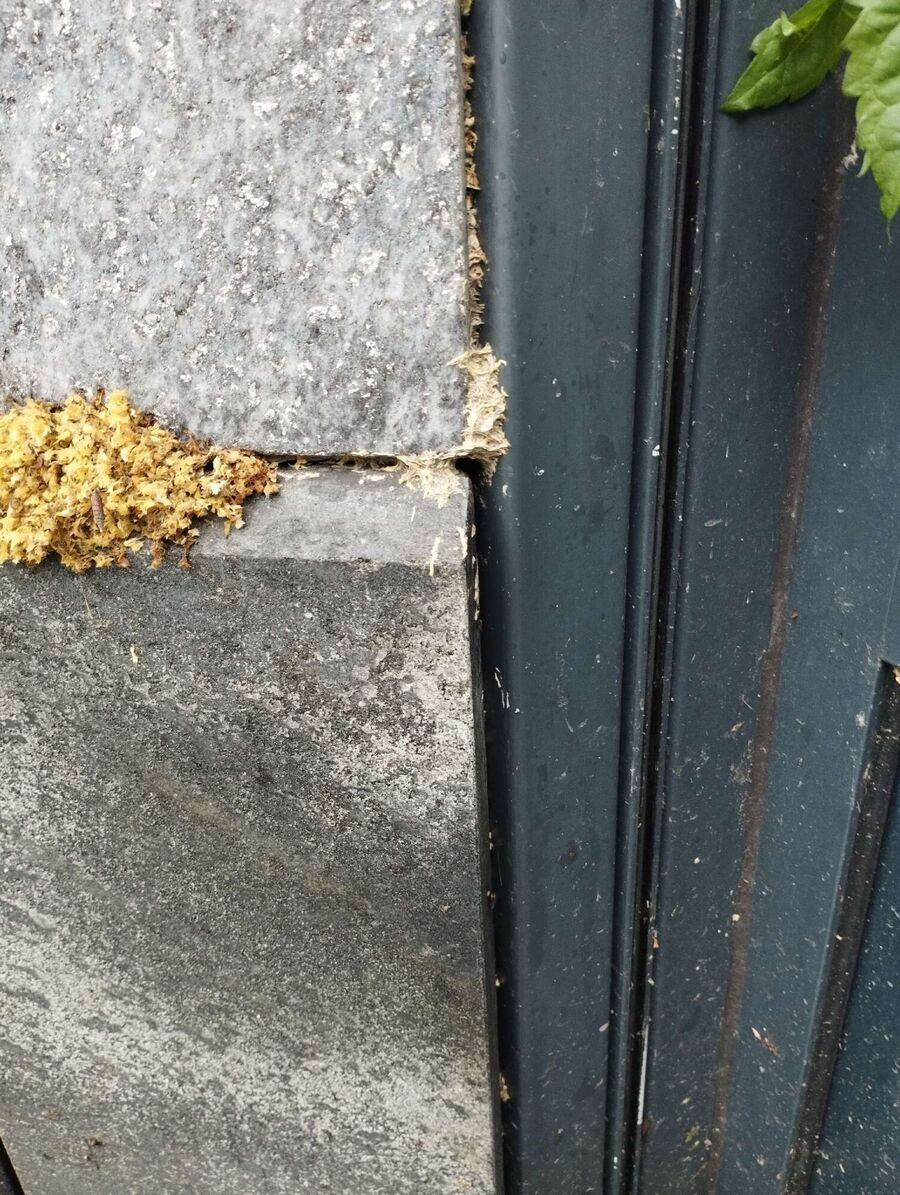 Bee nest at the house remove