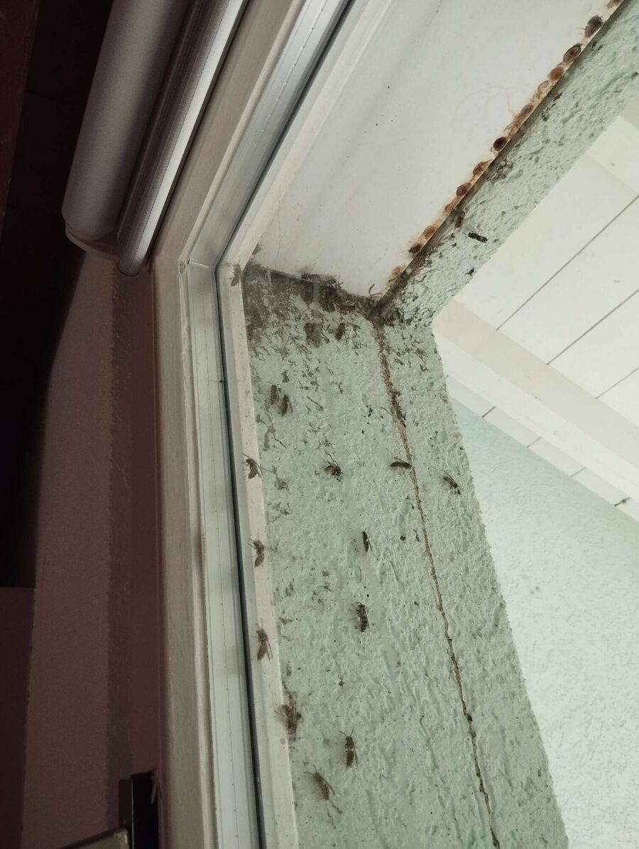 Relocate bees & remove bee nest