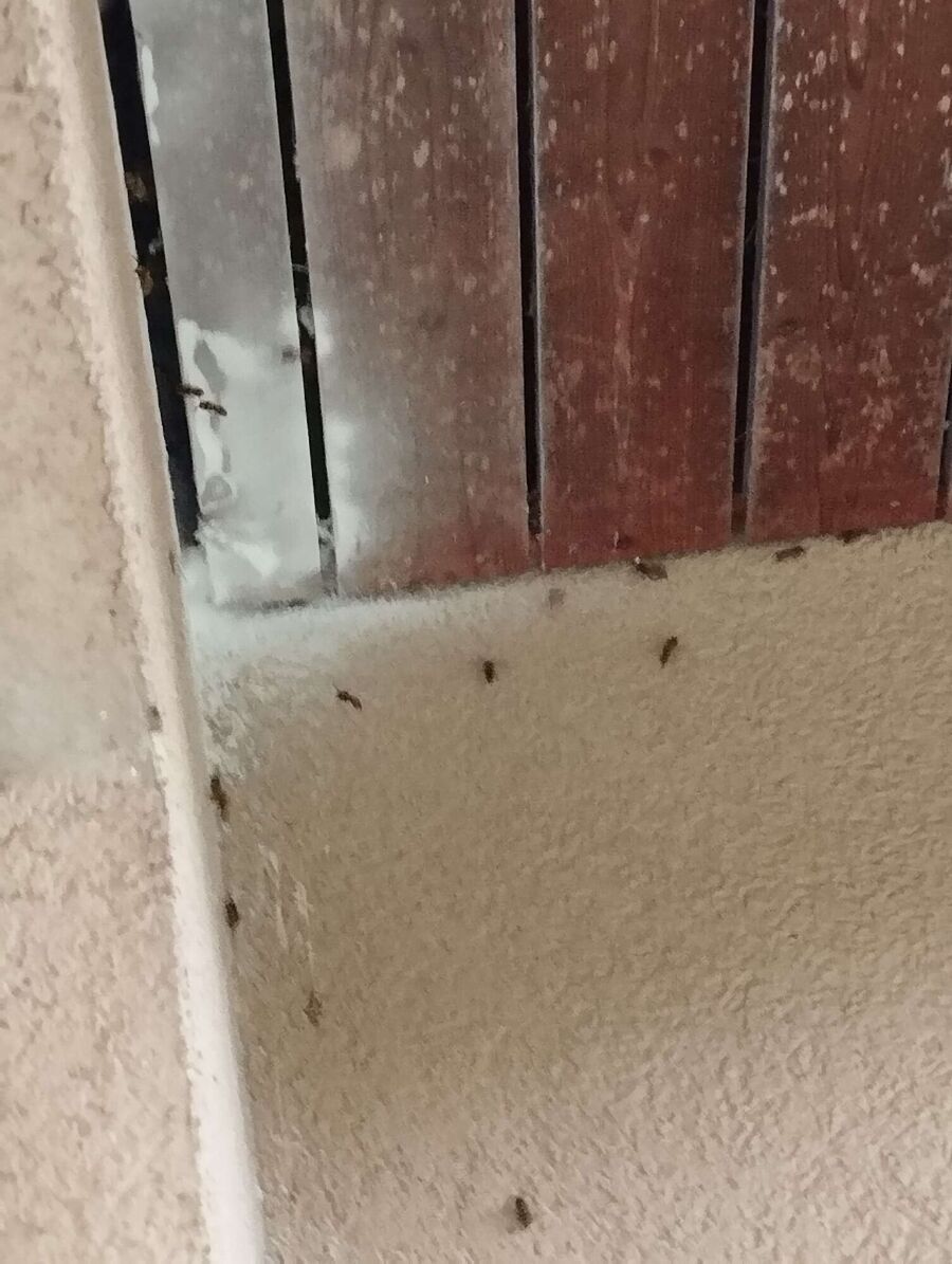 Relocate bees & remove bee nest