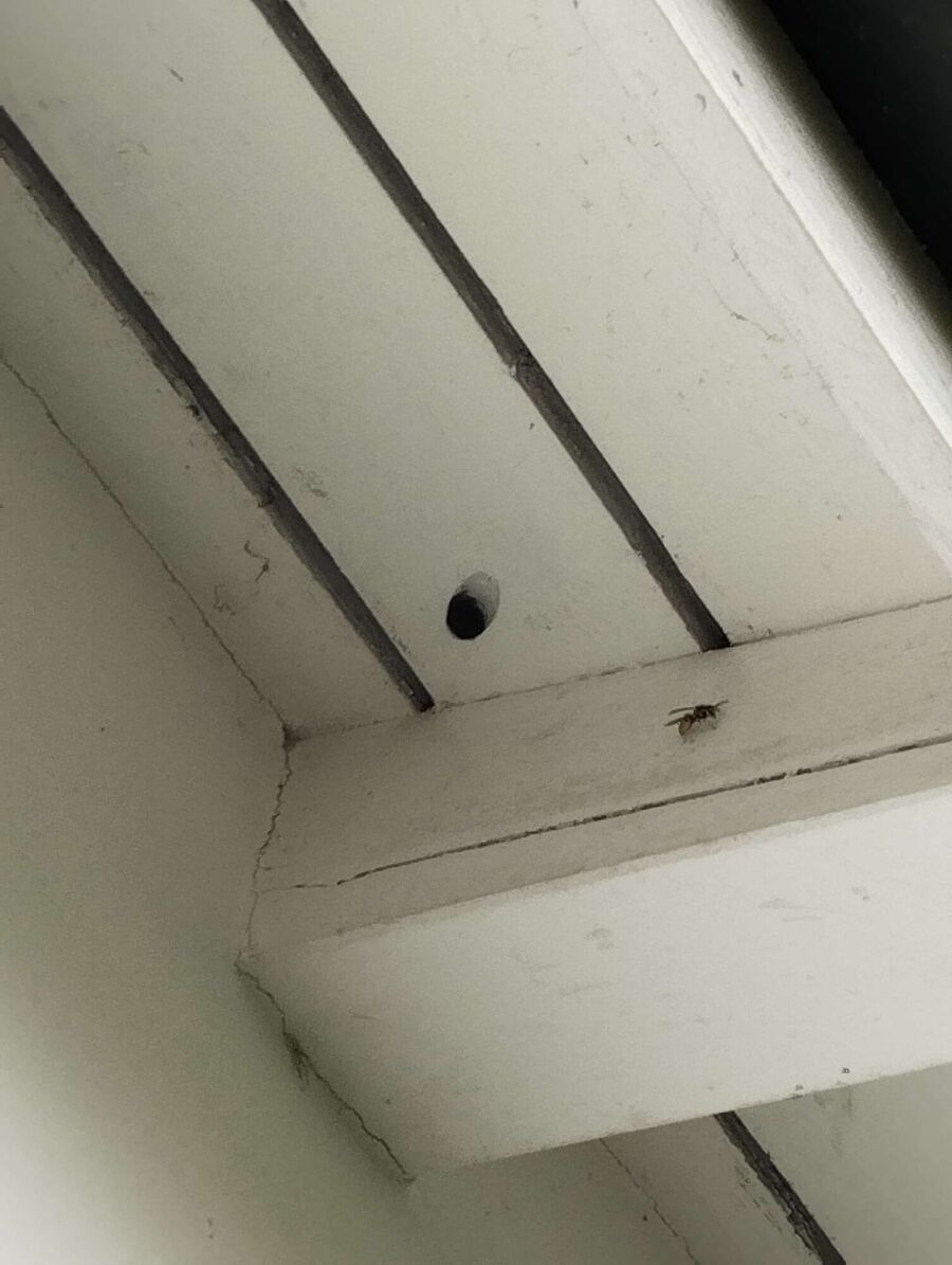 Bee nest at the house remove