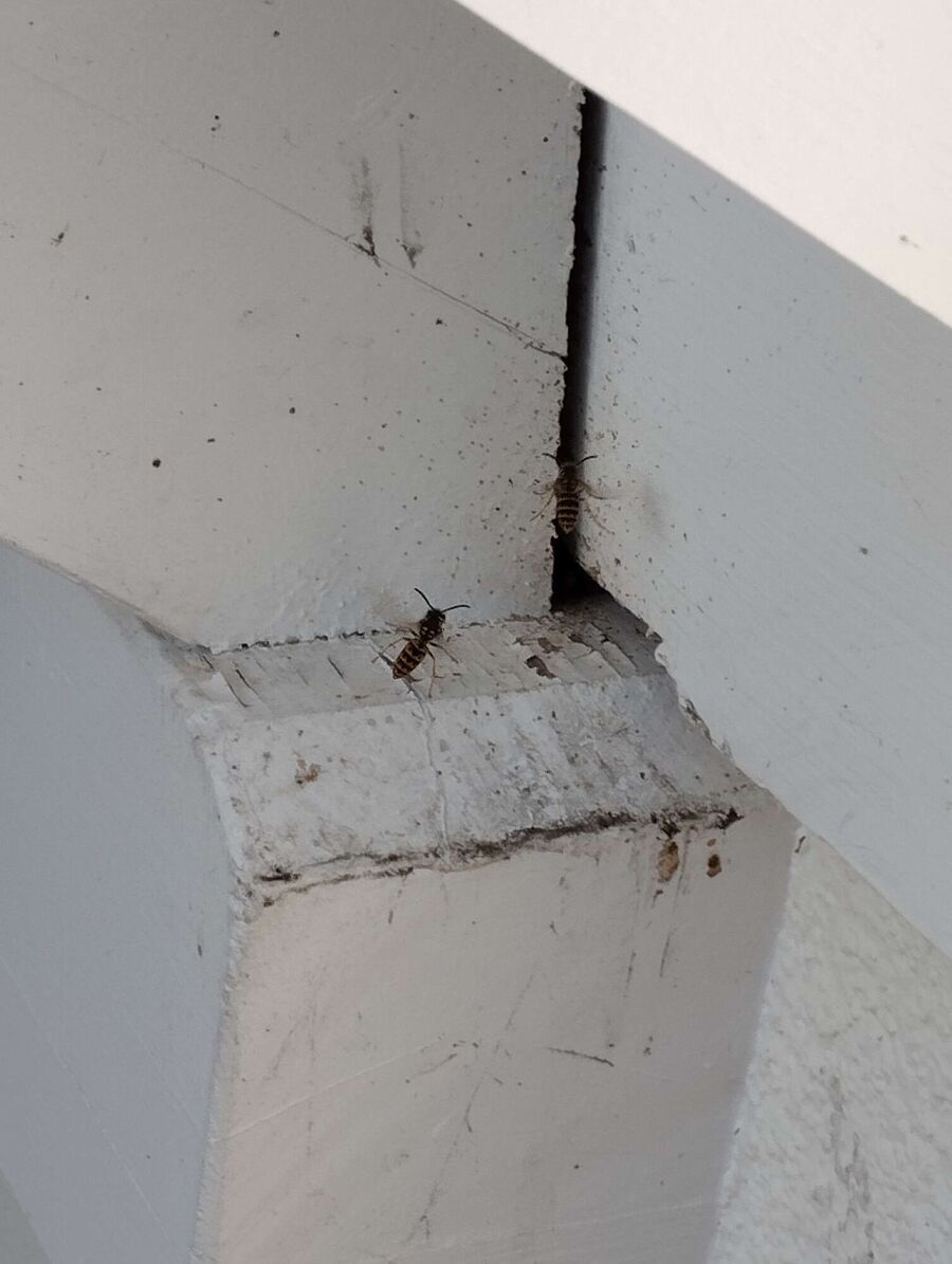 Relocate bees & remove bee nest