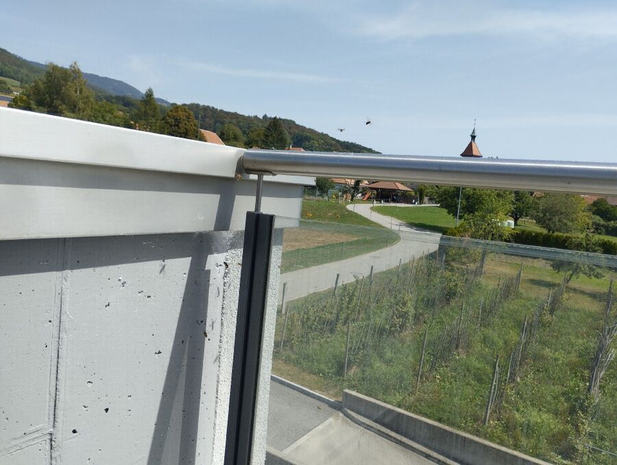 Relocate bees & remove bee nest