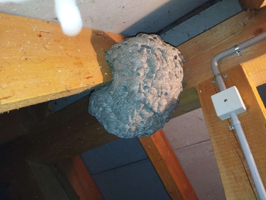 Bee nest at the house remove