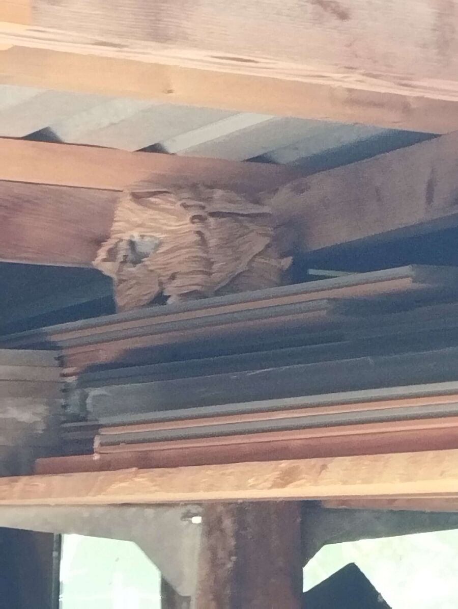 Relocate bees & remove bee nest