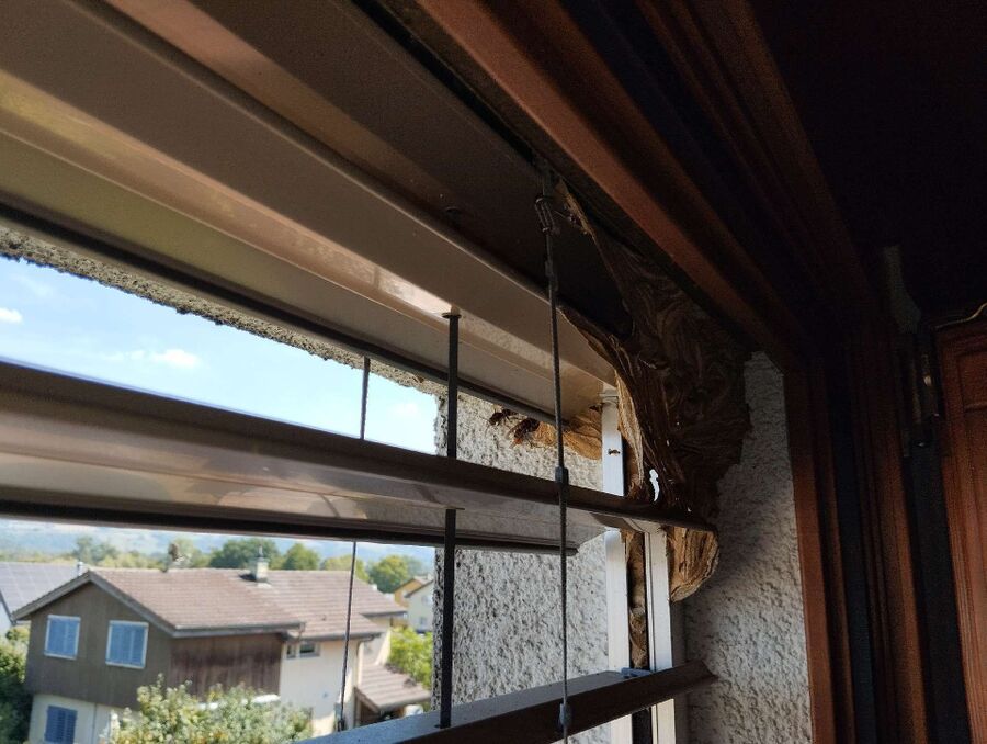 Bee nest at the house remove