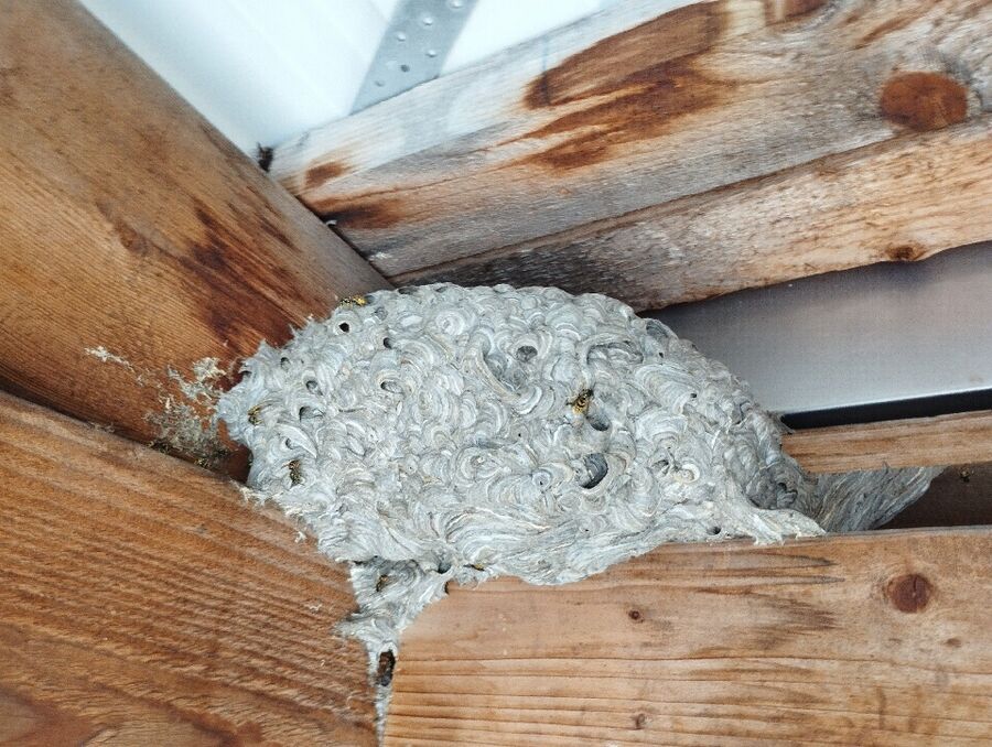 Remove bee nest