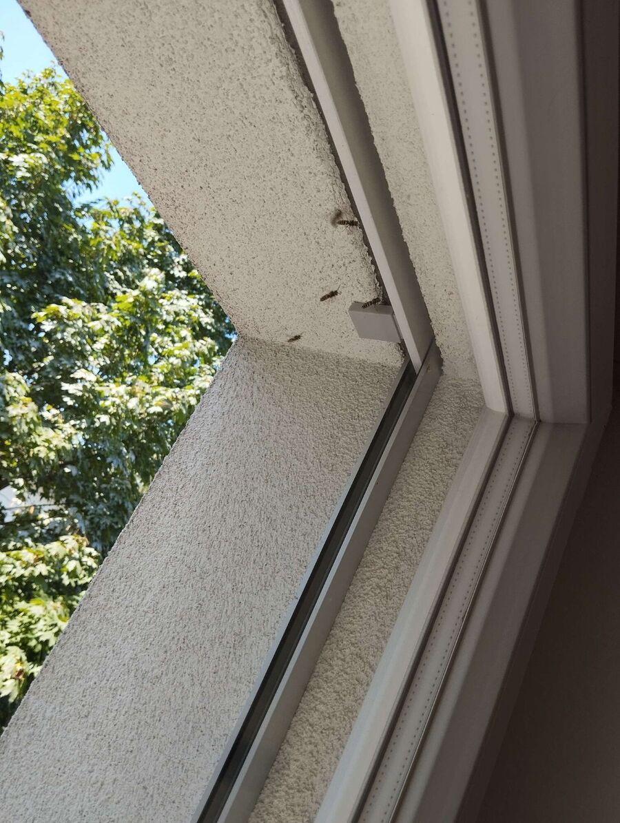 Bee nest at the house remove