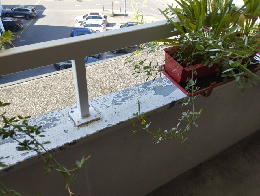 Relocate bees & remove bee nest