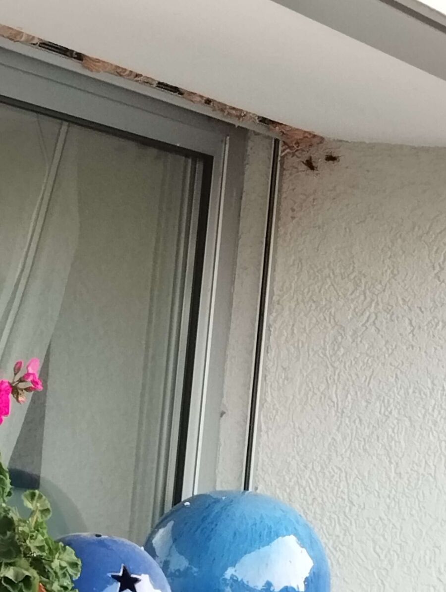 Relocate bees & remove bee nest