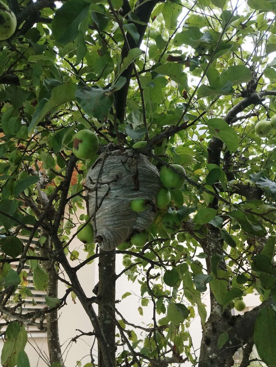 Remove bee nest