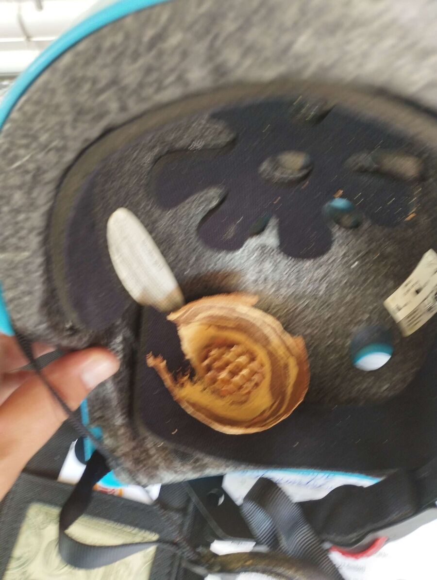 Bee nest at the house remove