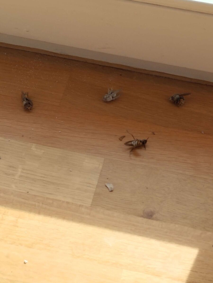 Relocate bees & remove bee nest