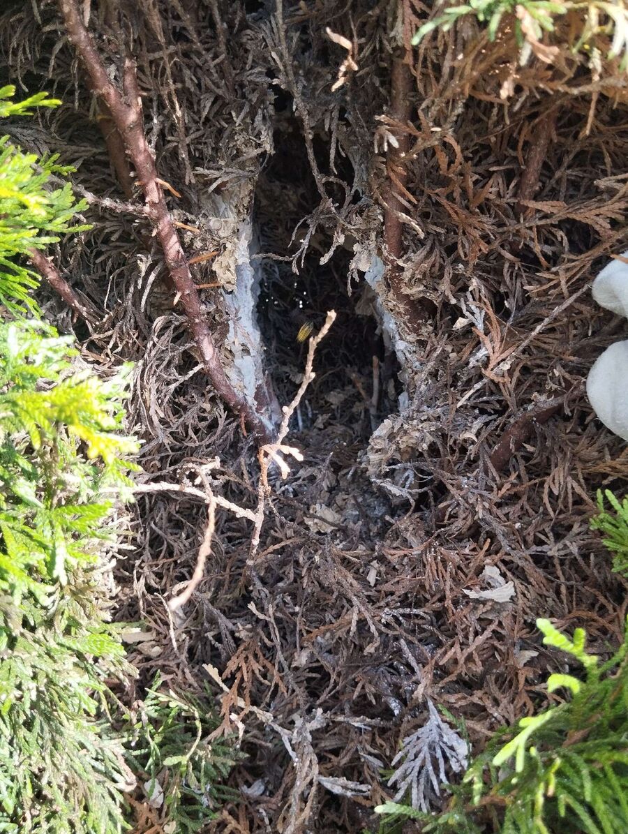 Bee nest at the house remove