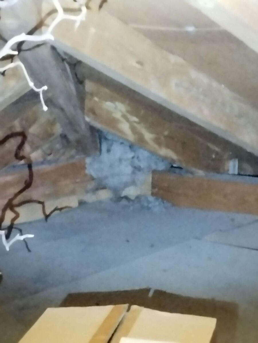 Relocate bees & remove bee nest