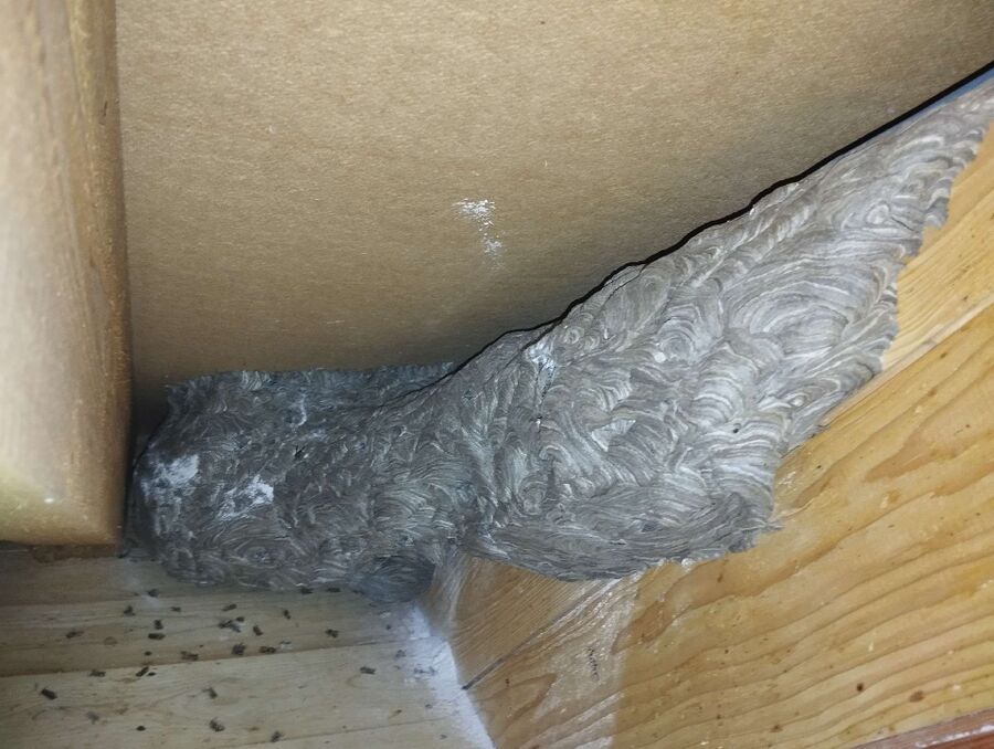 Bee nest at the house remove