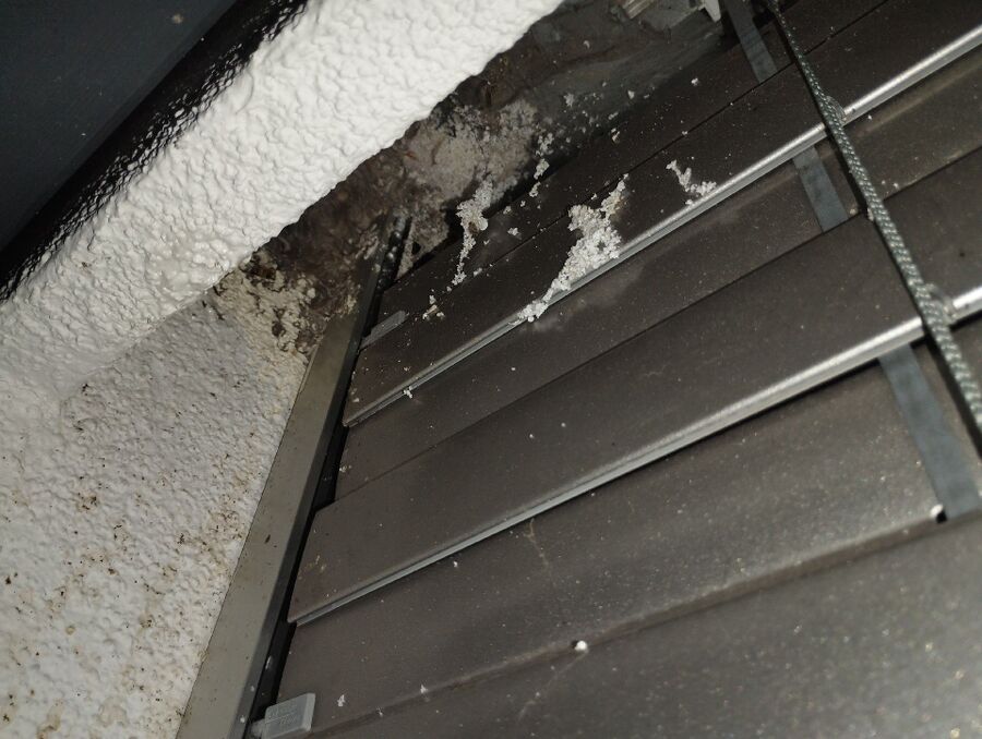 Relocate bees & remove bee nest