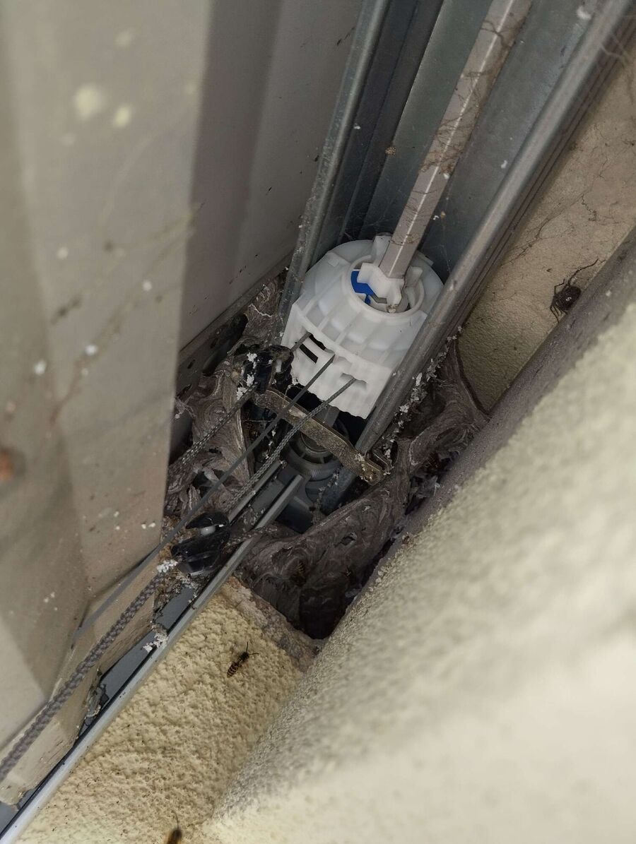 Relocate bees & remove bee nest