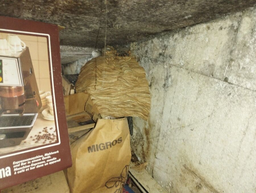 Bee nest at the house remove