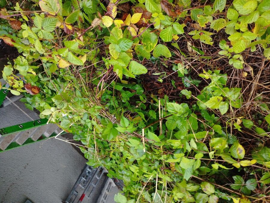 Bee nest at the house remove