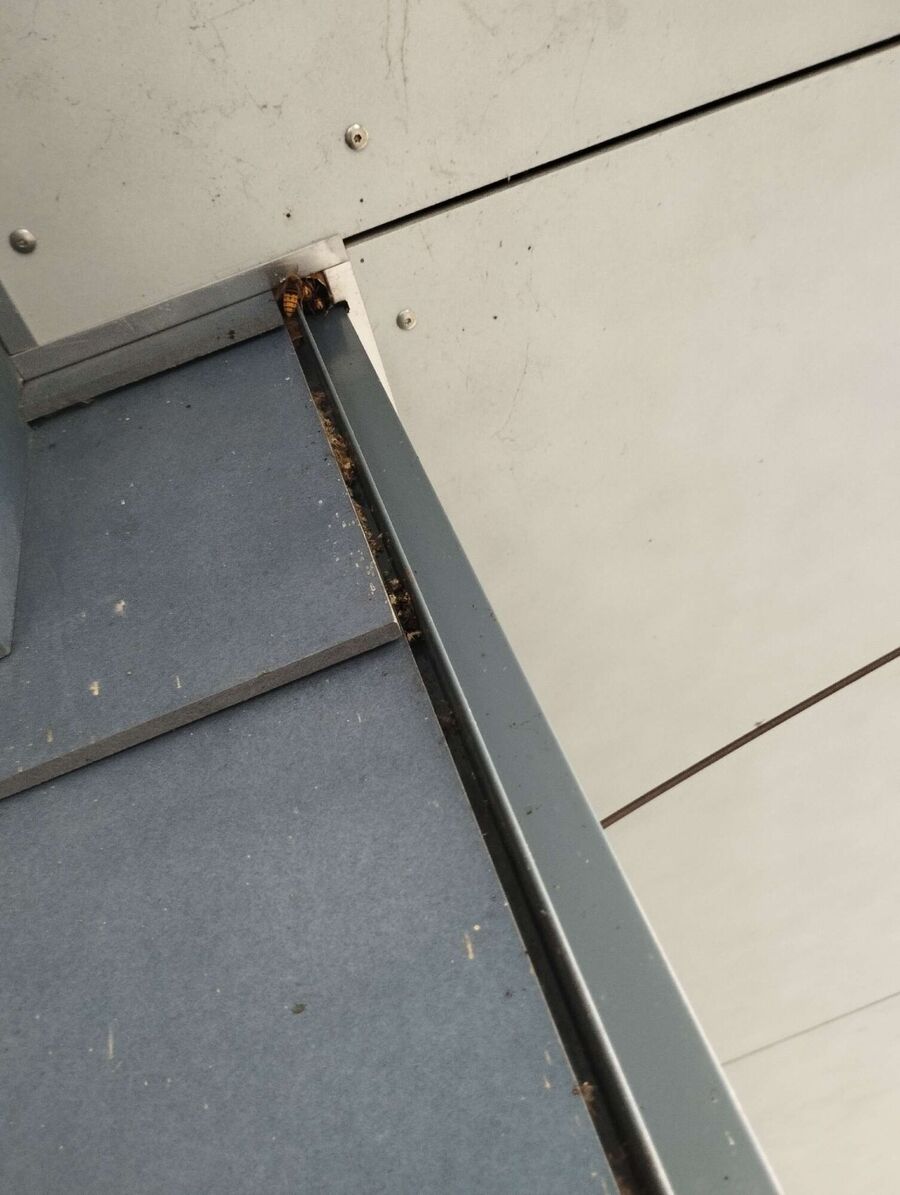 Relocate bees & remove bee nest