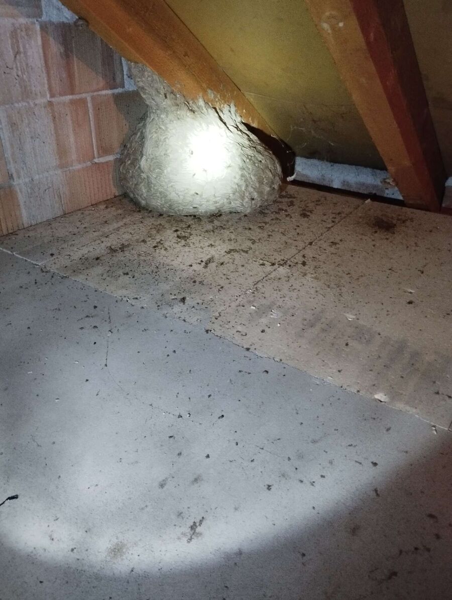 Bee nest at the house remove