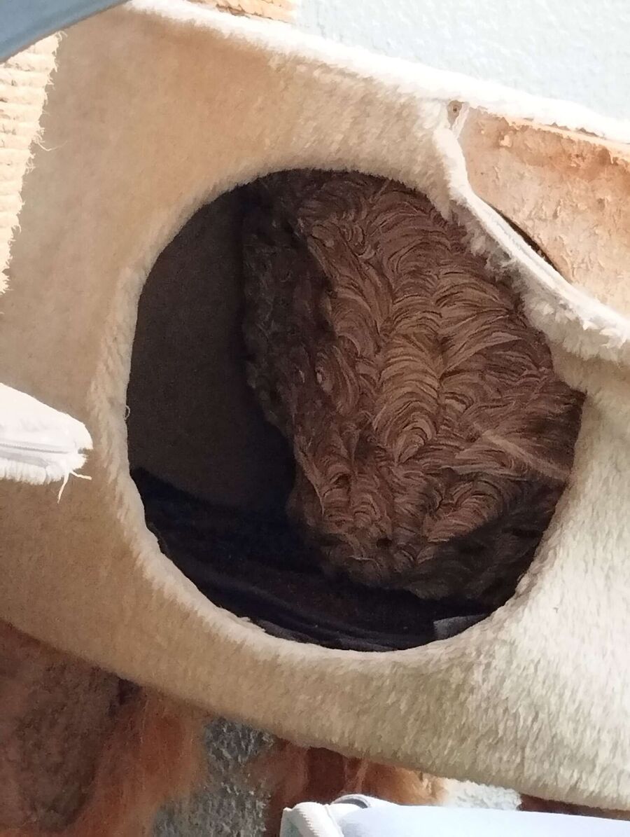 Bee nest at the house remove